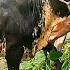 Cow Unloading Cattle Video Goru Hambba Gorur Hatt Ep 305