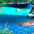 FLY AND DIVE IN RAJA AMPAT 4KUHD Relaxation Music Along With Beautiful Nature Videos 4KVideoUltraHD