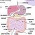 Anotomy And Physiology Of Digestive System Pharmacy Humananatomyandphysiology