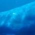 Haunting Song Of Humpback Whales