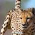 Cheetah The Fastest Animal On Earth