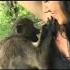 Naughty Monkey Viral Monkey Video Shorts Monkey Viralvideo Funny Viral Reels