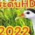 Bird Sound Animal Sounds