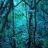 Rain In Forest White Noise Sleep Study Focus 10 Hours Rainstorm