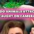 ZOO ANIMALS ATTACK Zoo