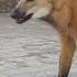 Maned Wolf Has A Snack In Brazil ViralHog