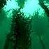 Subnautica Kelp Forest Day Ambiance Sea Creatures Soft Music Bubbles Ocean