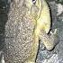 AMAZING SOUND OF HAWAIIAN FROG TOAD