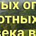 10 самых опасных животных для человека в мир