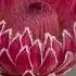 Pink Ice P R O T E A Definitely Not Your Common Flower Pinkiceprotea Proteas Kingprotea