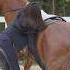 Clever Haris Horseriding Horsevideo Horseride Horserider Horses Horse Funny Funnyvideo