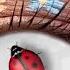 WOW Lady Bug Changes Eyes Color Shorts