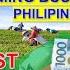 Top 15 Most Profitable Farming Business In The Philippines Per Return On Investments W Harvest Days