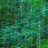 Sleep Study Or Focus With Rain Sounds In The Woods White Noise 10 Hours