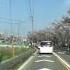 Cherry Blossoms Drive 4K 五条川 桜 江南市