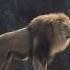 Epic Lion Roar At Lincoln Park Zoo