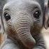 Oh My Goodness Check This Out The Tiniest Elephant You Can Imagine