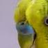 Happy Parakeet Sounds For 1 Hour