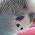 Budgie Sounds Cute Fluffy Singing