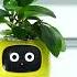 Ivy A Smart Planter With Endless Fun