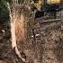 Cleaning Up A Fallen Tree With An Excavator