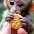 A Tiny Baby Monkey Eating Biscuit Animals Cute Nature Ai Animation