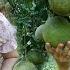 Harvesting Grapefruit For Sale Daily Life On The Farm SURVIVAL ALONE