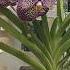 Beautiful Jairak Vanda Bloom