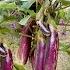 No Need For A Garden Grow Eggplant At Home With Many Fruits And High Yield