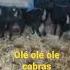 Spanish Goats Cabras Murciano Granadina Farming Sevilla