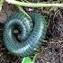 Giant Blue Gray Millipedes Or Bayod