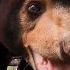 14 Reasons Sun Bears Are Your New Favourite Animal Bears About The House BBC Earth