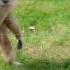 Gibbon Freaks Out Over Hedgehog