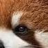 Red Panda With Overloaded Cuteness