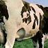 Atom Heart Mother Full Album