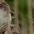 Great Reed Warbler Trostesanger Дроздовидная камышовка Grote Karekiet Carricero Tordal 大苇莺