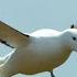 Albatrosses Use Their Nostrils To Fly Nature S Biggest Beasts BBC Earth