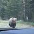 Grizzly Bear Chases Down Moose Shorts