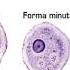 ОБЩАЯ ХАРАКТЕРИСТИКА Саркодовых SARCODINA Дизентерийная амеба Entamoeba Histolytica