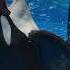 This Is Tilikum S Story Shortsfeed