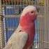 My Pink Bird Loves Mexican Music Music Parrot Dancing Birds Mexicanmusic Mariachi Fun