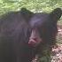 Small Black Bear Jaw Chomping Huffing And Blowing