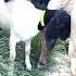 Good Enjoy Short Morning Goats Village Life 108