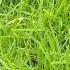 The Dancing Blades Of Grass Dancing Grass Arijitsingh Love Nature