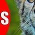 CHEETAHS FOR KIDS Cheetah Facts Videos For Children Preschoolers And Kindergarten