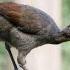 Suara Burung LYREBIRD Burung Dengan Suara 1000 Variasi Burung Langka