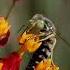 Sand Wasp On Milkweed Flour SandWasp Wasp MacroVideo