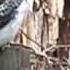 Kookaburra Laughing In My Backyard Near Geelong Australia