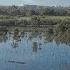 Building Mangroves In Tacloban The Philippines