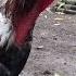 Roosters Crowing Chicken Sounds In The Morning 1 Hour Live Recording January 23 2017